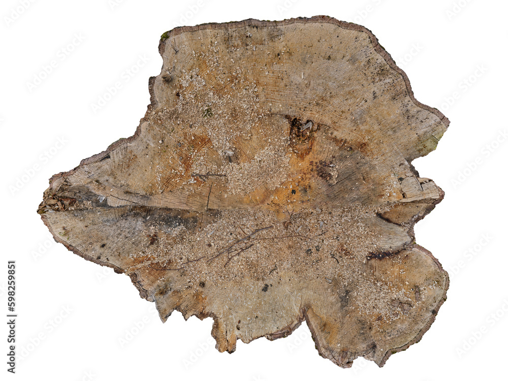 Obraz premium Stump of an old beech isolate on a white background. Fresh cut with saw marks and sawdust. Wood texture