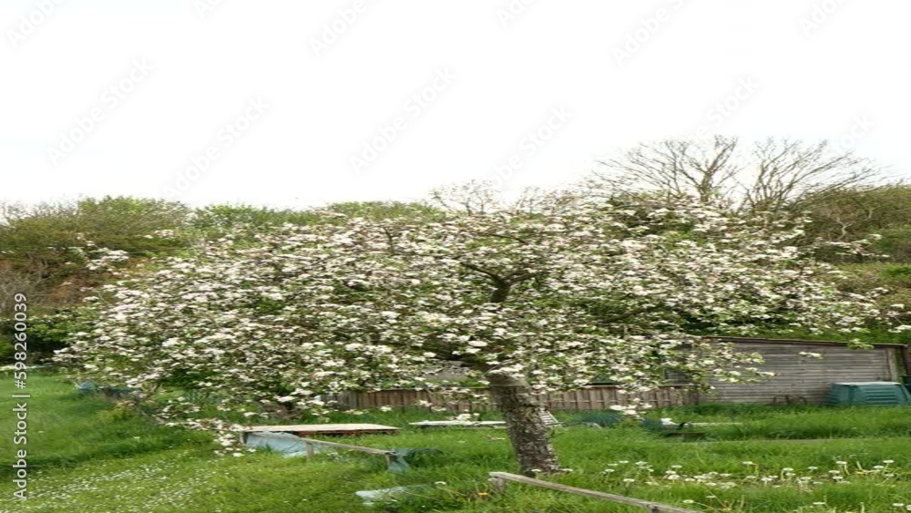Isolated tree with white flowers. Rural scene with a Chinese cherry tree in the middle of the grass in spring. Isolated tree with white flowers. Rural scene with a Chinese cherry tree in the middle of the grass in spring.