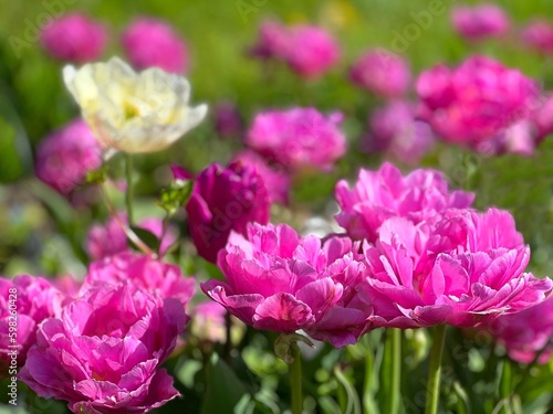 Pink peony flowers in flowerbed.