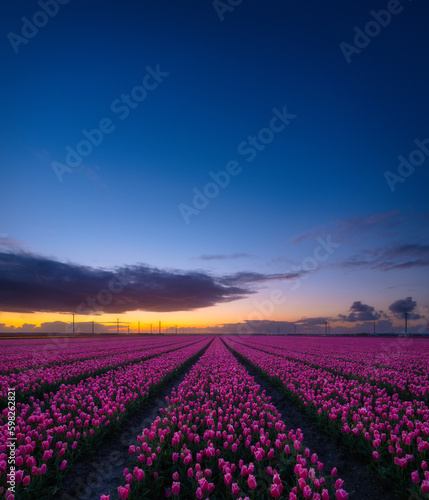 A field of tulips during sunset. Rows on the field. Landscape with flowers during sunset. Photo for wallpaper and background. Flevoland, Netherlands.
