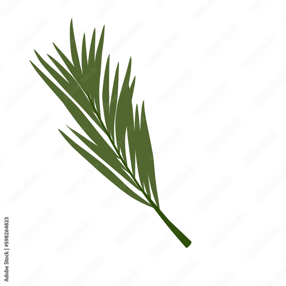 Obraz premium Palm branch Leaves Illustration 