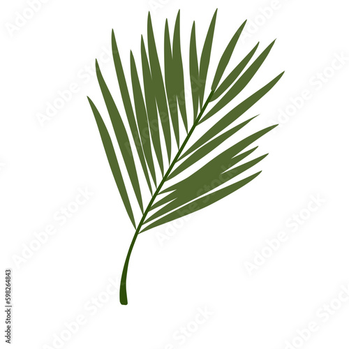 Palm branch Leaves Illustration 