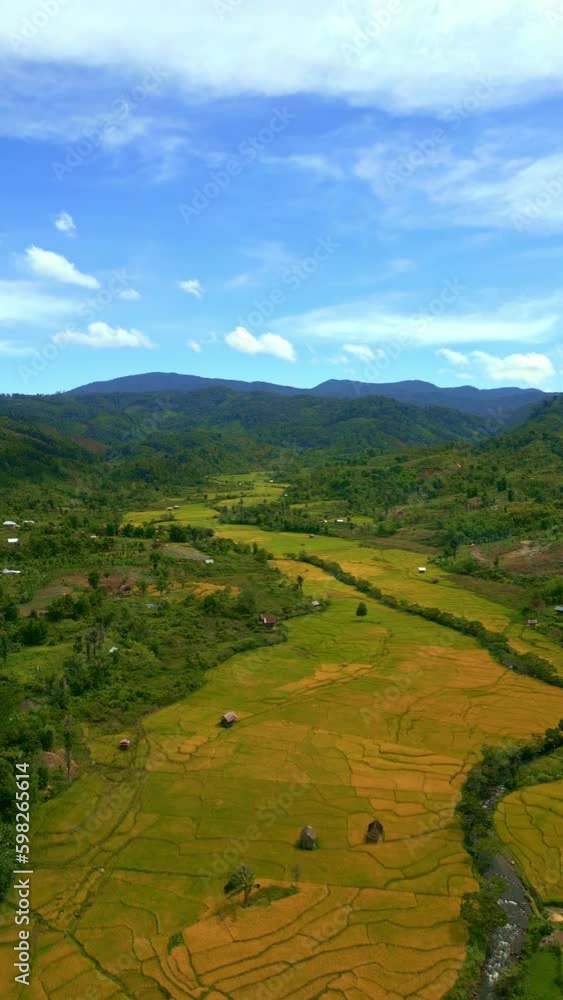 Aerial view of rice fields during the day Aerial view of rice fields during the day