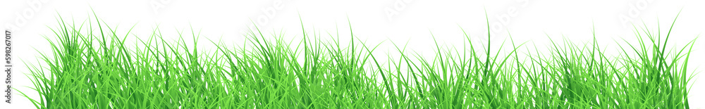 Fototapeta premium grass transparent background