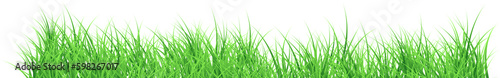 grass transparent background