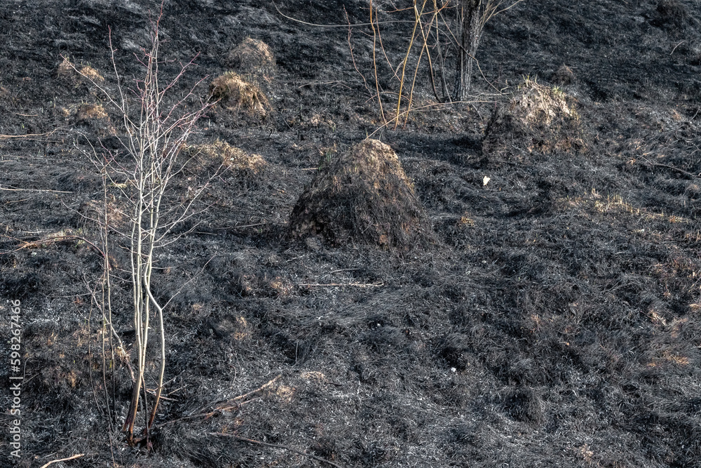 View of the aftermath of a fire in a meadow. Meadow after burning dry grass. View of the meadow after a fire burning dry grass. Dry grass burned down in the meadow and only ashes remained. View of the aftermath of a fire in a meadow. Meadow after burning dry grass. View of the meadow after a fire burning dry grass. Dry grass burned down in the meadow and only ashes remained.