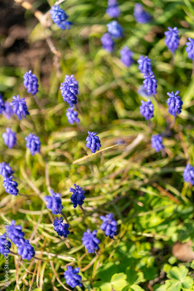 forget me not flowers forget me not flowers