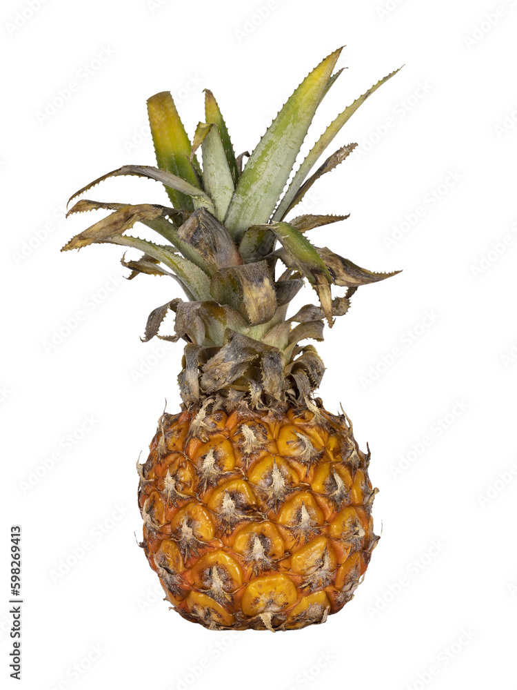Fototapeta premium Fresh ripe pineapple with loaf standing upright. Isolated cutout on a transparent background.