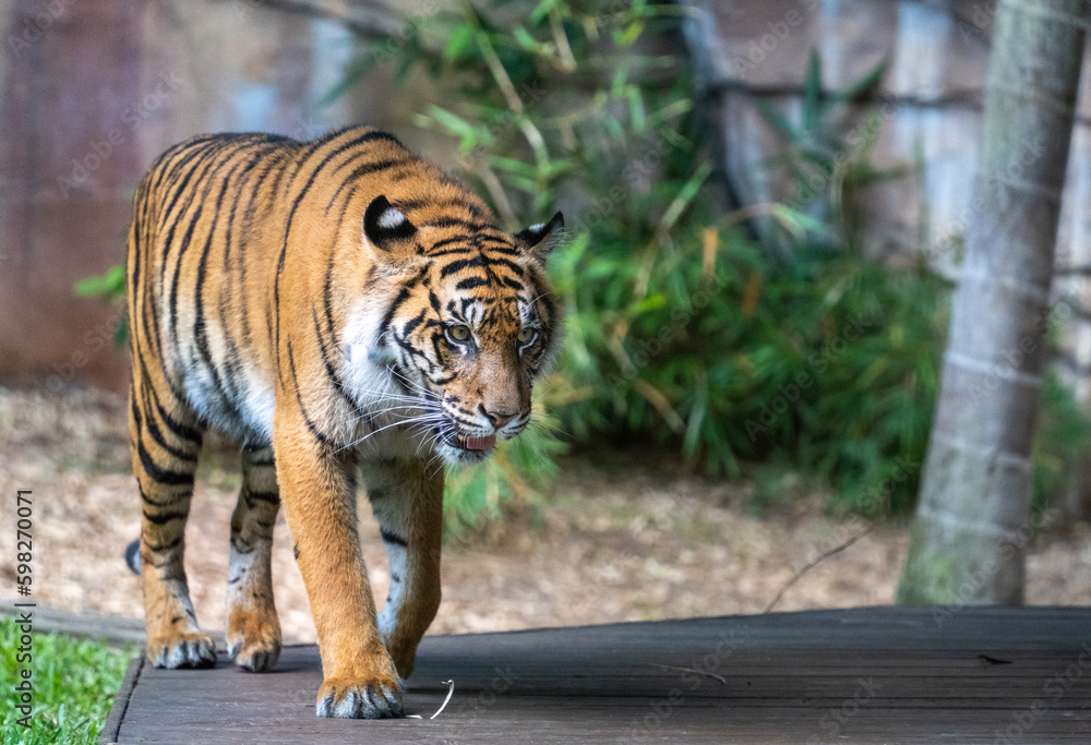 Obraz premium tiger in the zoo