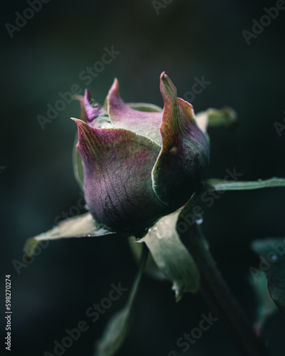 bud of a rose bud