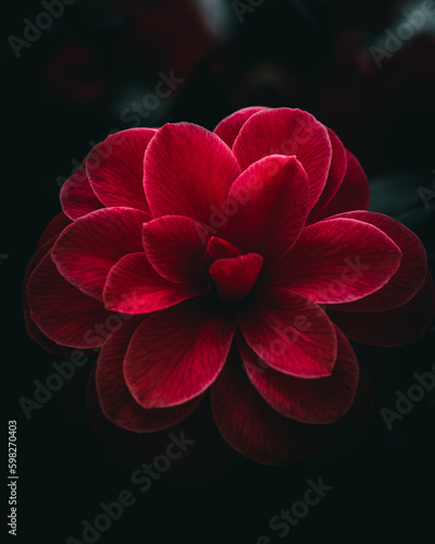 red dahlia flower