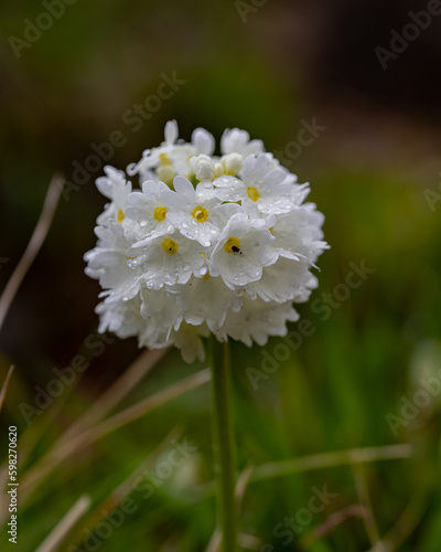 white daisy flower