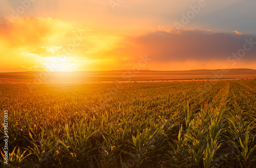 Amazing sunrise over the corn field