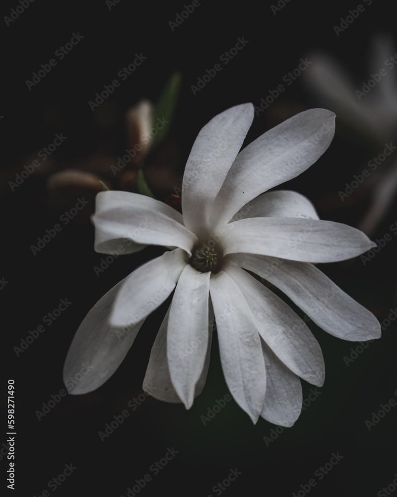 white flower on black background white flower on black background