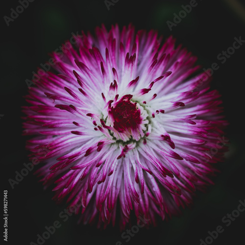 close up of a flower