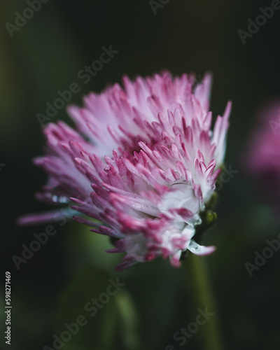 flower of a thistle