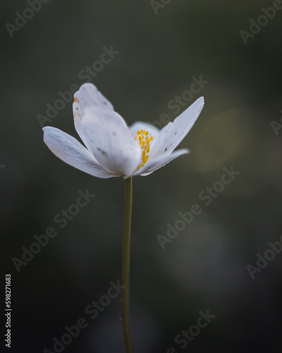 white daisy flower © MACRO BLOOMS