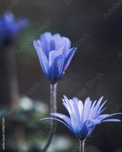 blue and white flower © MACRO BLOOMS