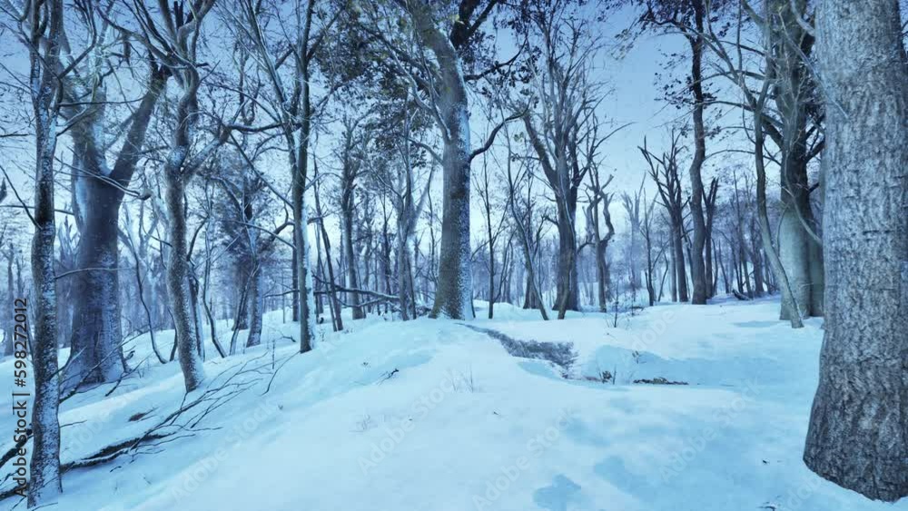 Warm winter sunset shining through a forest with tall pine trees Warm winter sunset shining through a forest with tall pine trees