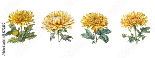 Set of watercolor chrysanthemum flowers.Generative AI technology.