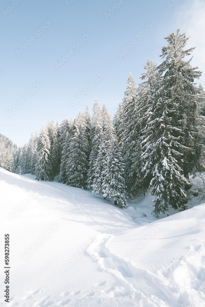Obraz premium Snow covered trees in winter