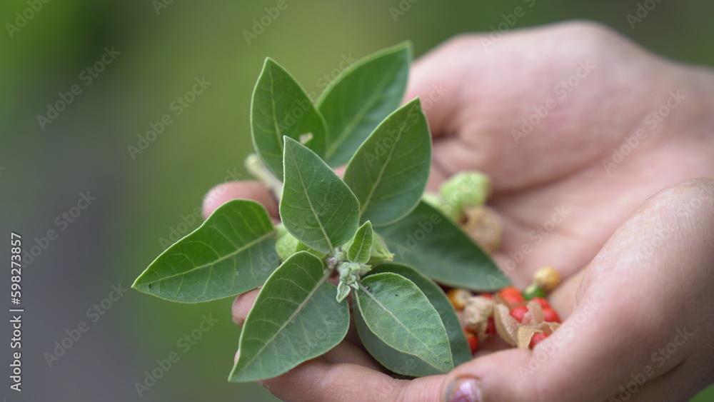 Immunity booster plant, Withania somnifera, known commonly as ashwagandha Its roots and orange-red fruit have been used for hundreds of years for medicinal purposes Immunity booster plant, Withania somnifera, known commonly as ashwagandha Its roots and orange-red fruit have been used for hundreds of years for medicinal purposes