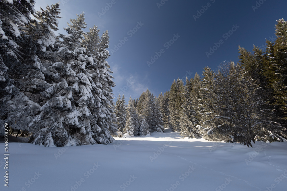 Fototapeta premium Snow covered trees in winter
