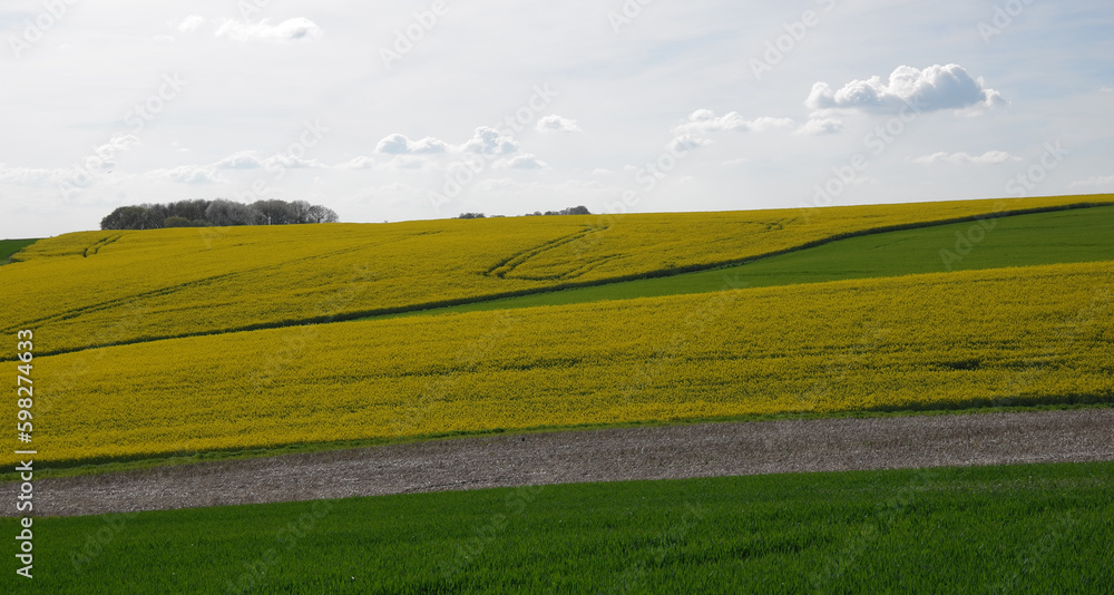 Fototapeta premium Rapsfelder im Niederbergischen Land