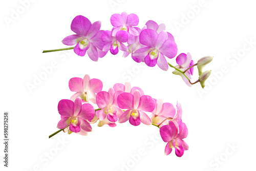 Murais de parede Isolated PNG file of a pink and purple orchid flower image