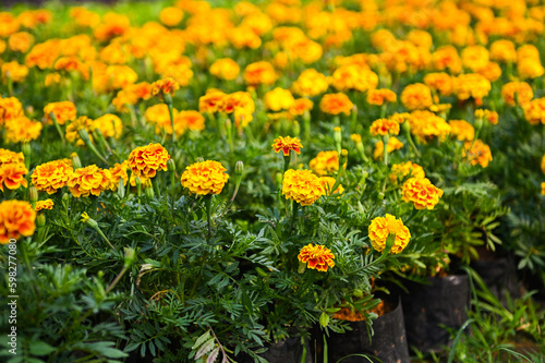 marigold flower blossom on the garden, flower yellow and orange marigold flowers for decorate garden