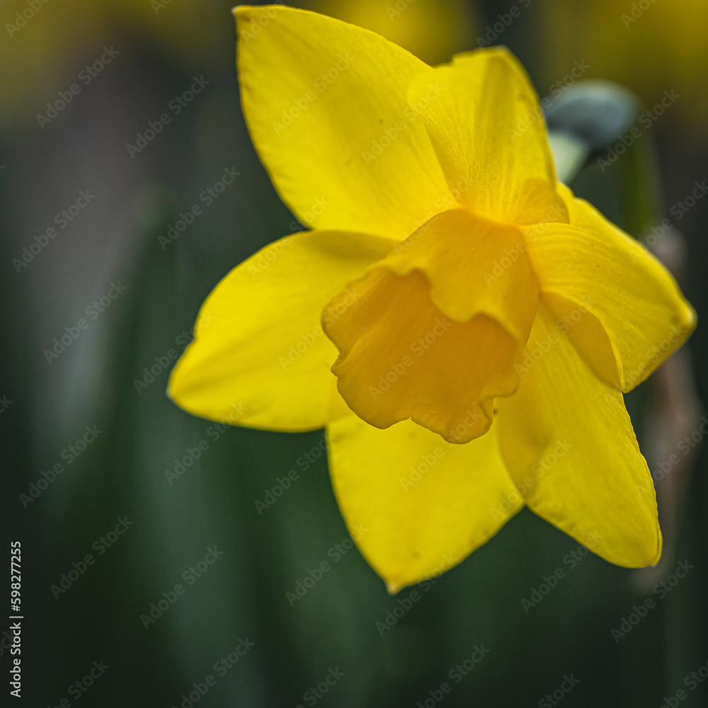 Eine gelbe Blume mit schönem Hintergrund. Eine gelbe Blume mit schönem Hintergrund.