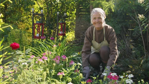 Medium portrait of lovely grandma wearing comfortable clothes with apron and kerchief on her head working in her garden on sunny day smiling at camera
