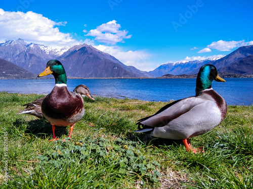 Mallards on lake como beach