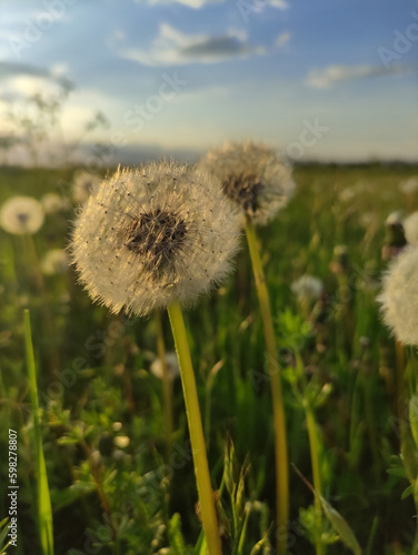 Dandelion in the meadow. A fluffy dandelion in grass. Summer sunset ligh. A green field. Meadow. Blue sky and white clouds. Wildflowers.