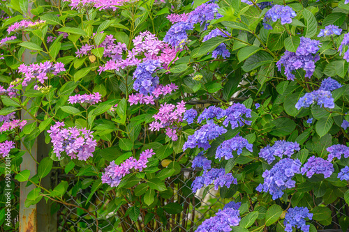 紫陽花のさく鎌倉の自然と花々