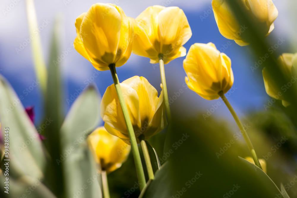 Spring flowers in the sun and details, tulips. Spring flowers in the sun and details, tulips.