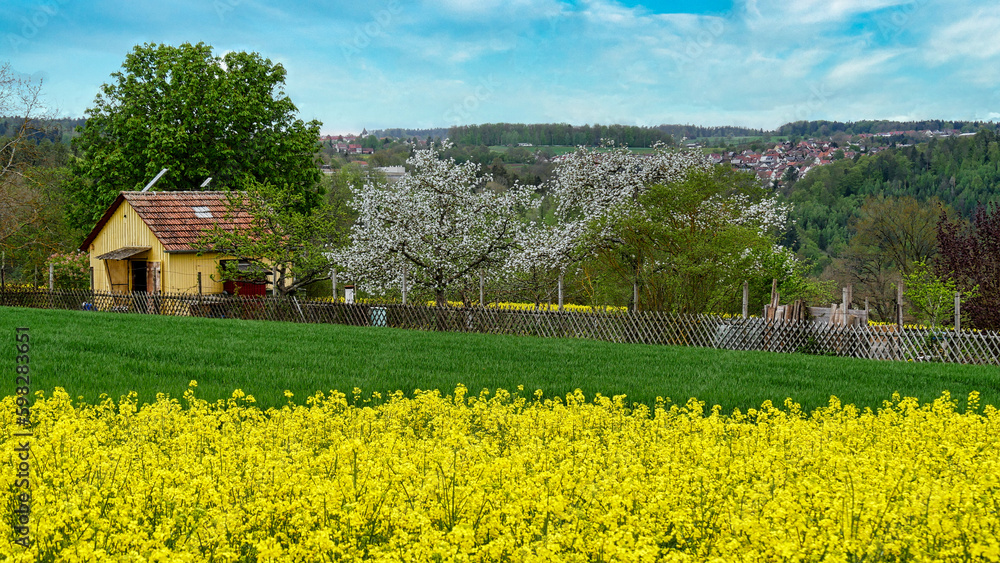 Blühendes Rapsfeld und blühende Obstbäume in Kleingartenanlage