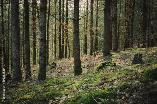Forêt mousseuse_2