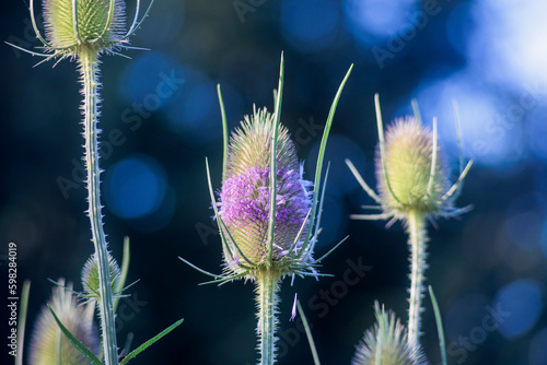 Flowering umbel of wild teasel with purple colored buds photo