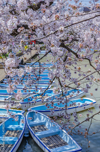 弘前公園の桜、満開 © A-Dash Gallery