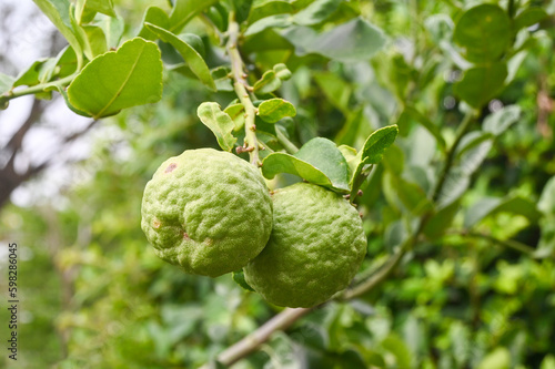 Green bergamot or Kaffir lime on tree, house garden plants