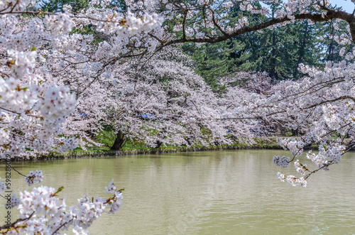 弘前公園の桜、満開