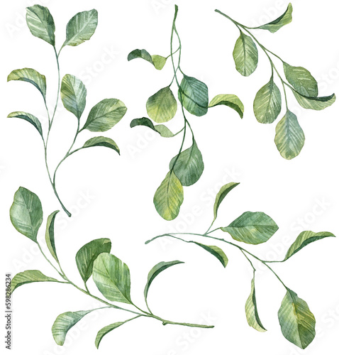 Collection of detasiled watercolor green leaves. Hand painted green botany branches on white background