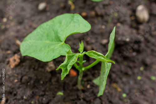 The soil with a small bean sprouts. Organic food. Macro