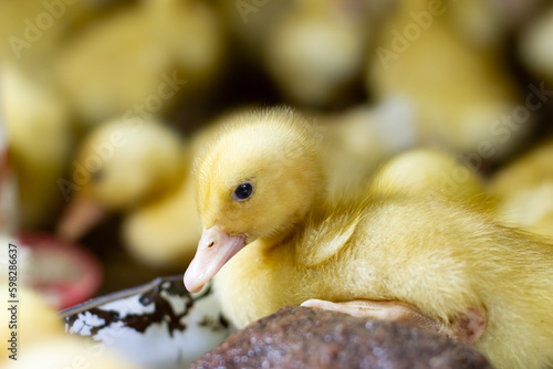 Little ducklings in a cage. Little ducklings, goslings crowd gathered in the cage.