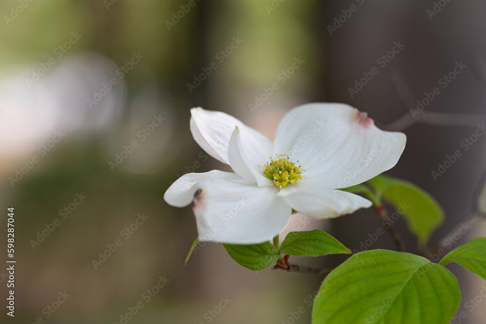 一輪の白いハナミズキの花　