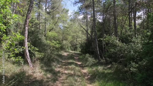 Wallpaper Mural Path through the pine forest Torontodigital.ca