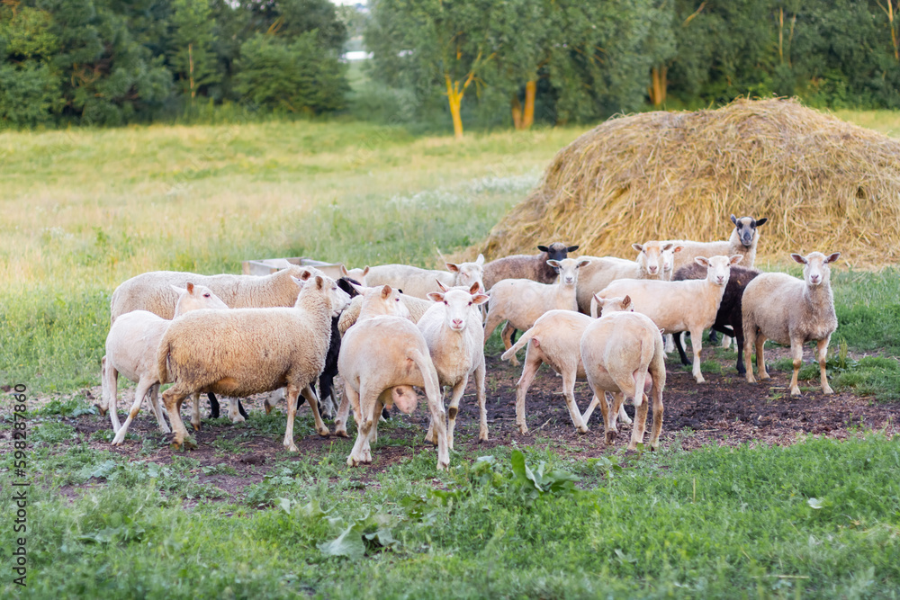 Sheep graze in a meadow on green grass near a haystack. Sheep graze in a meadow on green grass near a haystack.