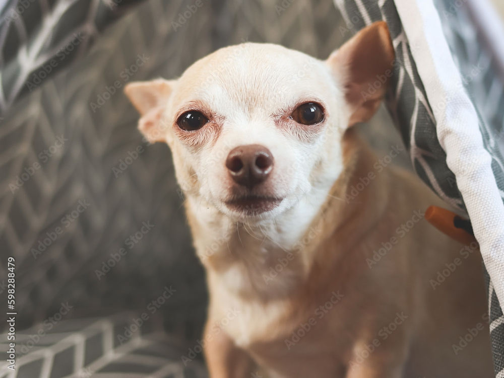 rown Chihuahua dog sitting in gray teepee tent  on wooden floor.  looking at camera.