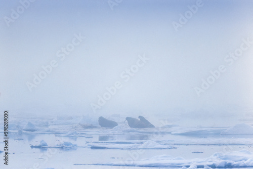 Walruses on an ice floe in the fog © Lars Johansson